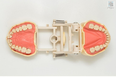 Фантомная челюсть JG-J1 с артикулятором
