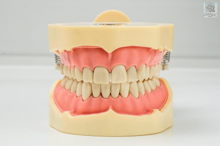 Фантомная челюсть JG-J1 с артикулятором