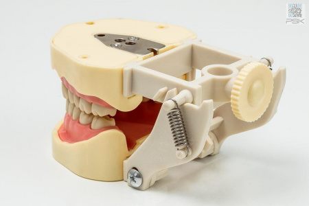 Фантомная челюсть JG-J1 с артикулятором
